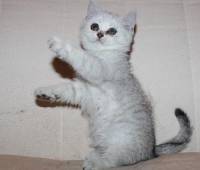 Scottish straight female kitten silver shated