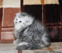 Scottish fold long hair kitty, male