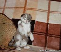 Female Scottish fold kitten lilac (purple) marble