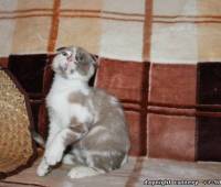 Female Scottish fold kitten lilac (purple) marble