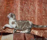 Female Scottish fold kitten lilac (purple) marble