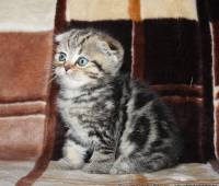 Scottish fold female kitten, green eye (SFS ny22)