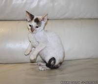 Available Cornish Rex female kitten