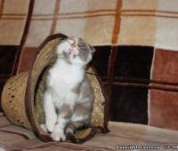 Female Scottish fold kitten lilac (purple) marble