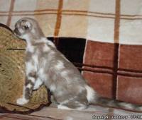 Female Scottish fold kitten lilac (purple) marble