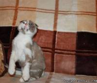 Female Scottish fold kitten lilac (purple) marble