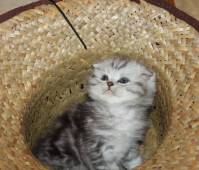 Scottish fold male kitten, green eye (SFS ns22)