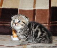 Scottish fold female kitten, green eye (SFS ny22)