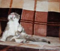 Female Scottish fold kitten lilac (purple) marble