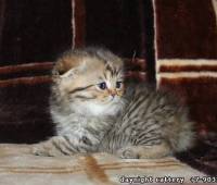 Scottish fold male  kitten, green eye (SFS ny24)