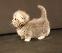 Kronensberg 2011 wcf Kronensberg 2011 wcf