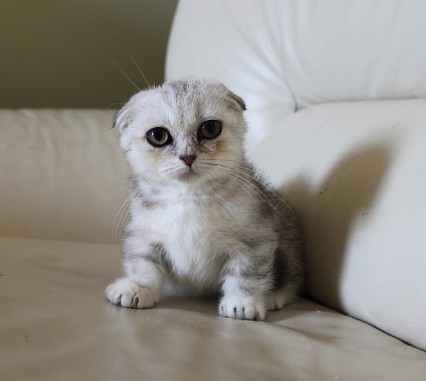 Munchkin cats at Com-Kats cattery