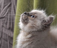 Bomond Cats exhibiti... Bomond Cats exhibiti...